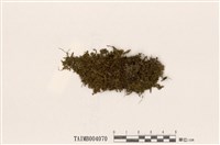 藏品(扁枝苔)的圖片
